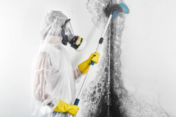 Flemington, NJ Mold Removal Company