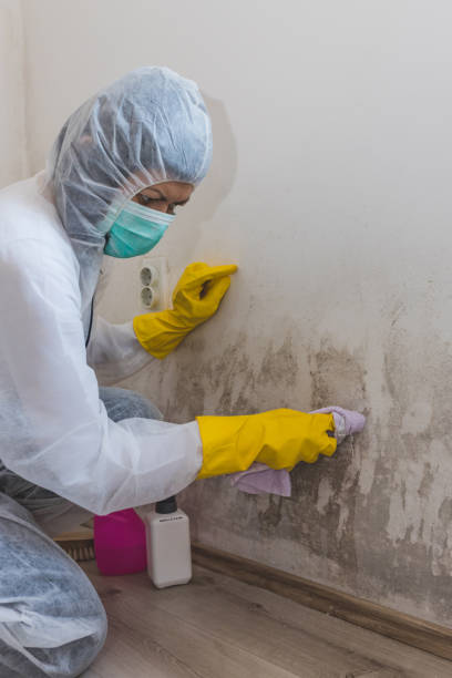 Best Mold Prevention Services  in Flemington, NJ