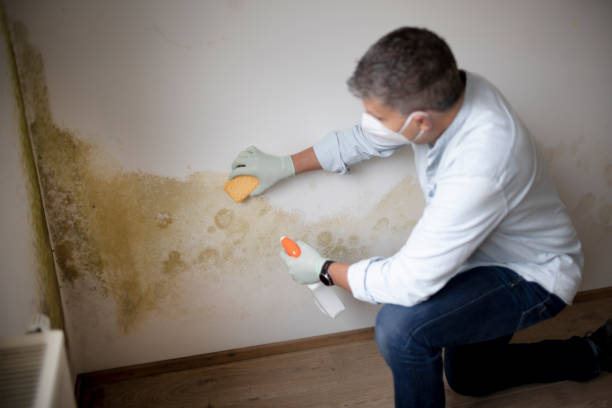 Best Attic Mold Removal  in Flemington, NJ