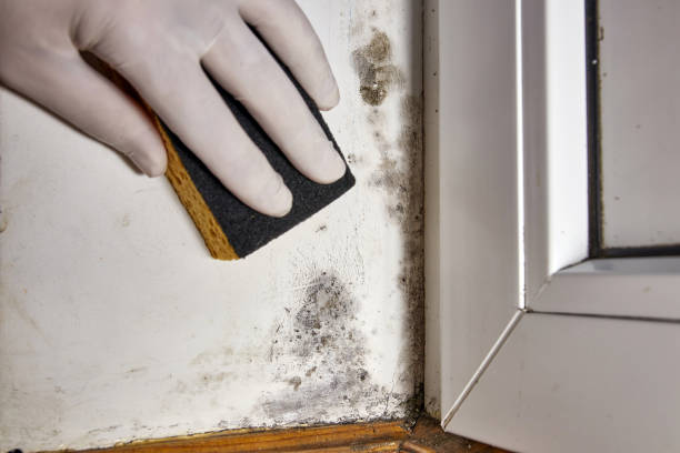 Best Basement Mold Removal  in Flemington, NJ